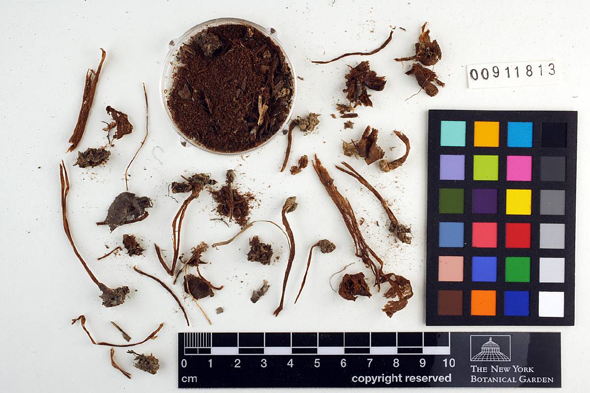 Leptonia formosa var. microspora image