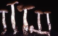 Entoloma sericatum image