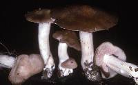 Entoloma subsaundersii image