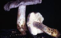 Entoloma bloxamii image