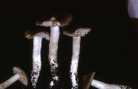 Entoloma clypeatum f. clypeatum image