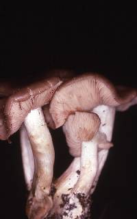 Entoloma clypeatum image