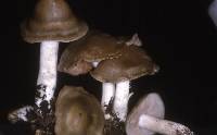 Entoloma clypeatum f. clypeatum image