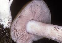 Entoloma clypeatum f. clypeatum image