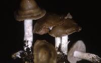 Entoloma clypeatum f. clypeatum image