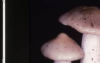 Entoloma clypeatum image