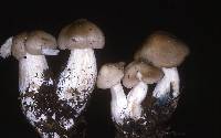 Entoloma clypeatum f. clypeatum image