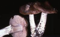 Entoloma clypeatum f. clypeatum image