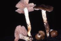 Entoloma lividoalbum image