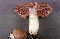 Entoloma lividoalbum f. lividoalbum image