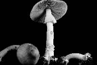 Amanita brunnescens image