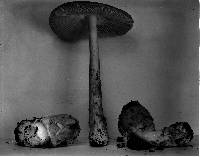Amanita ceciliae image