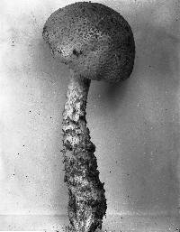 Amanita cokeri image