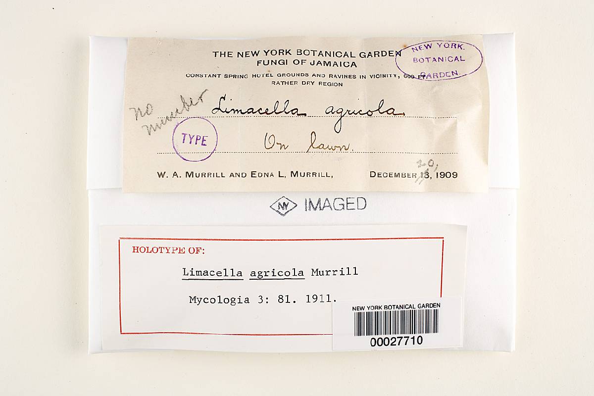 Limacella agricola image