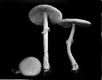 Amanita pantherina var. multisquamosa image