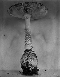 Amanita onusta image