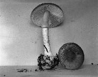 Amanita porphyria image