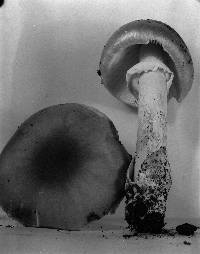 Amanita spreta image