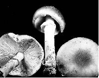 Amanita spreta image