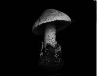 Amanita volvata image