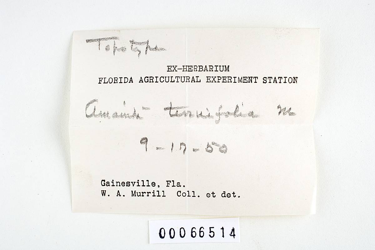 Amanita tenuifolia image