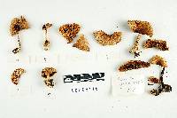 Amanita xylinivolva image