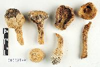 Amanita candida image