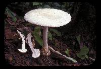 Amanita chepangiana image