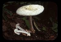 Amanita chepangiana image