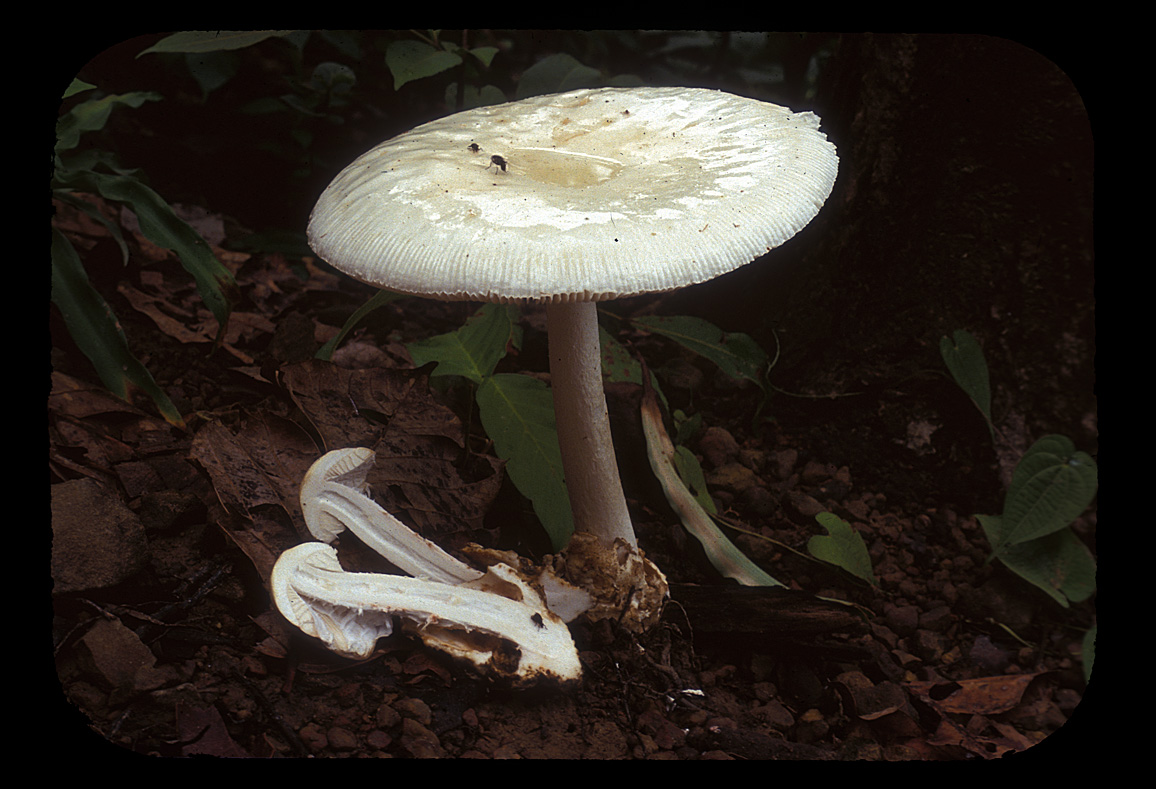 Amanita chepangiana image