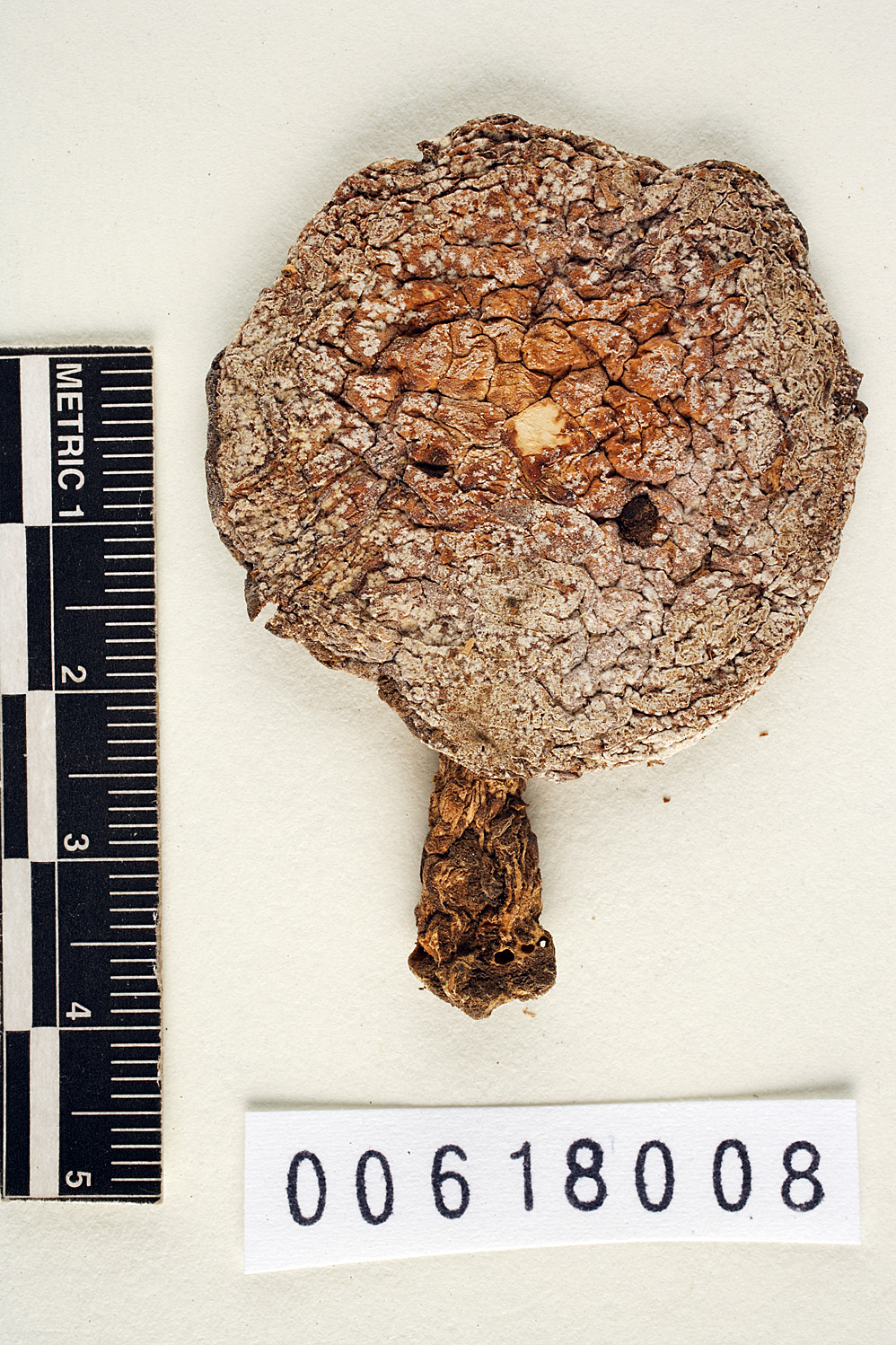 Amanita prairiicola image