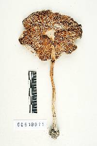 Amanita praegraveolens image