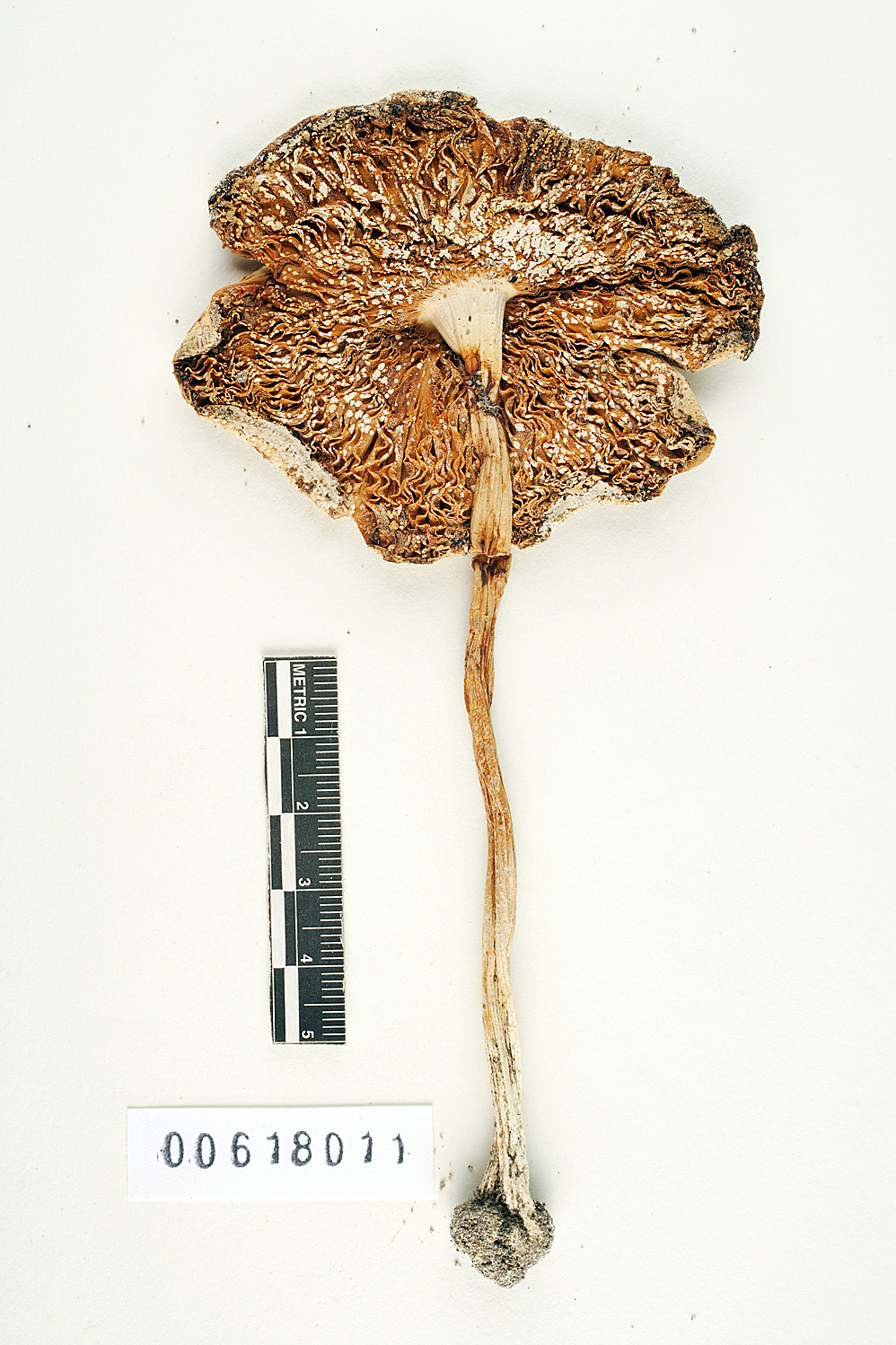 Amanita praegraveolens image