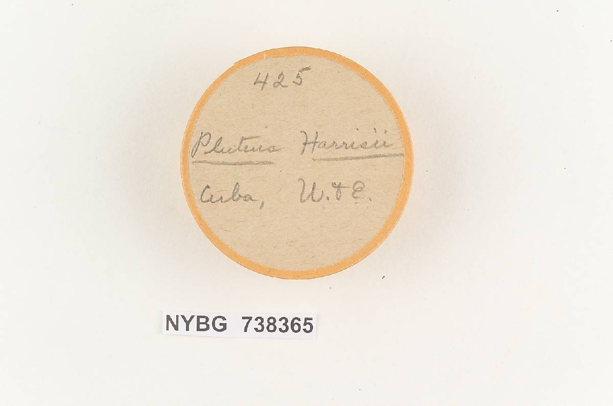 Pluteus harrisii image