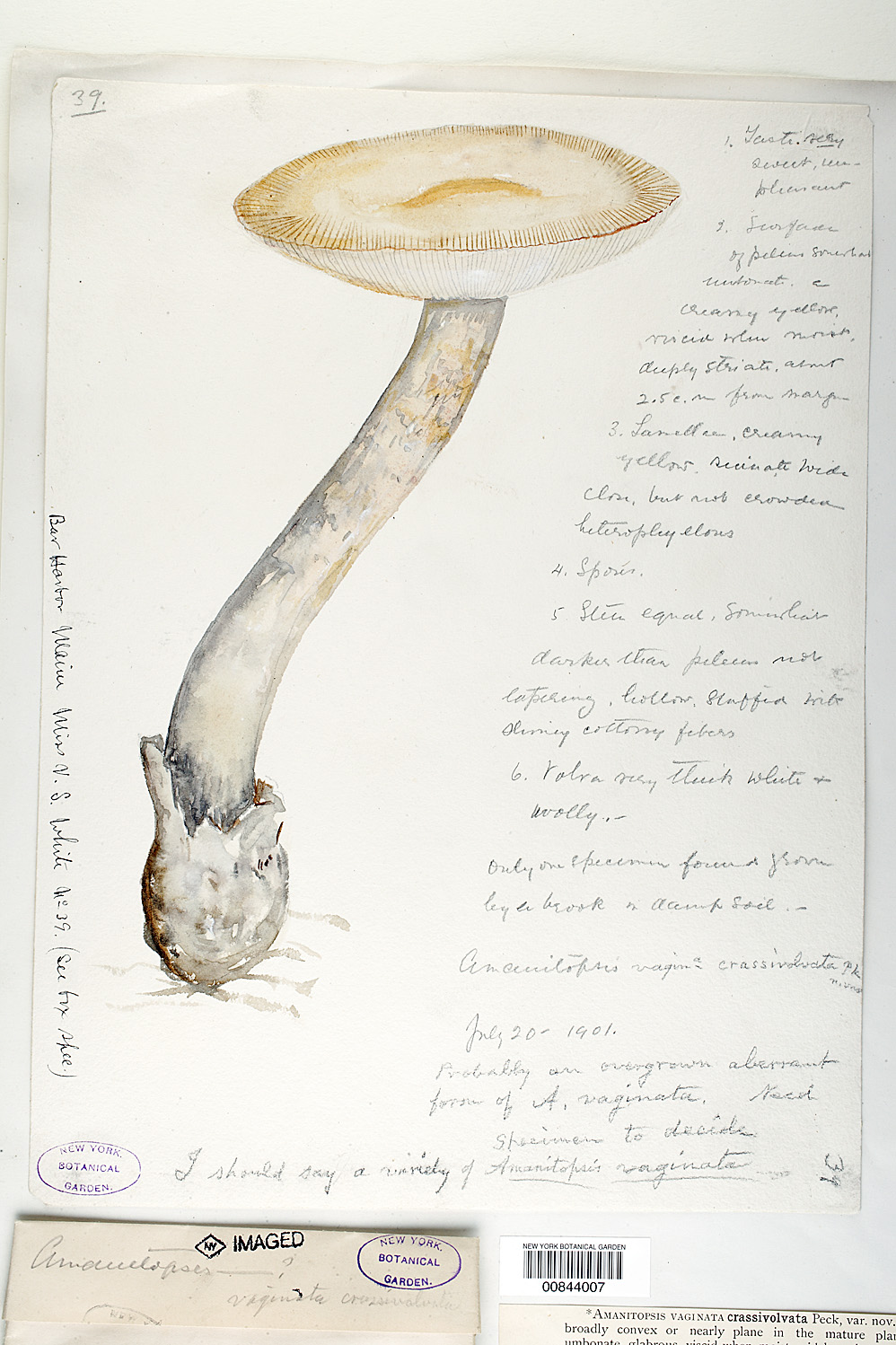Amanita violettae image