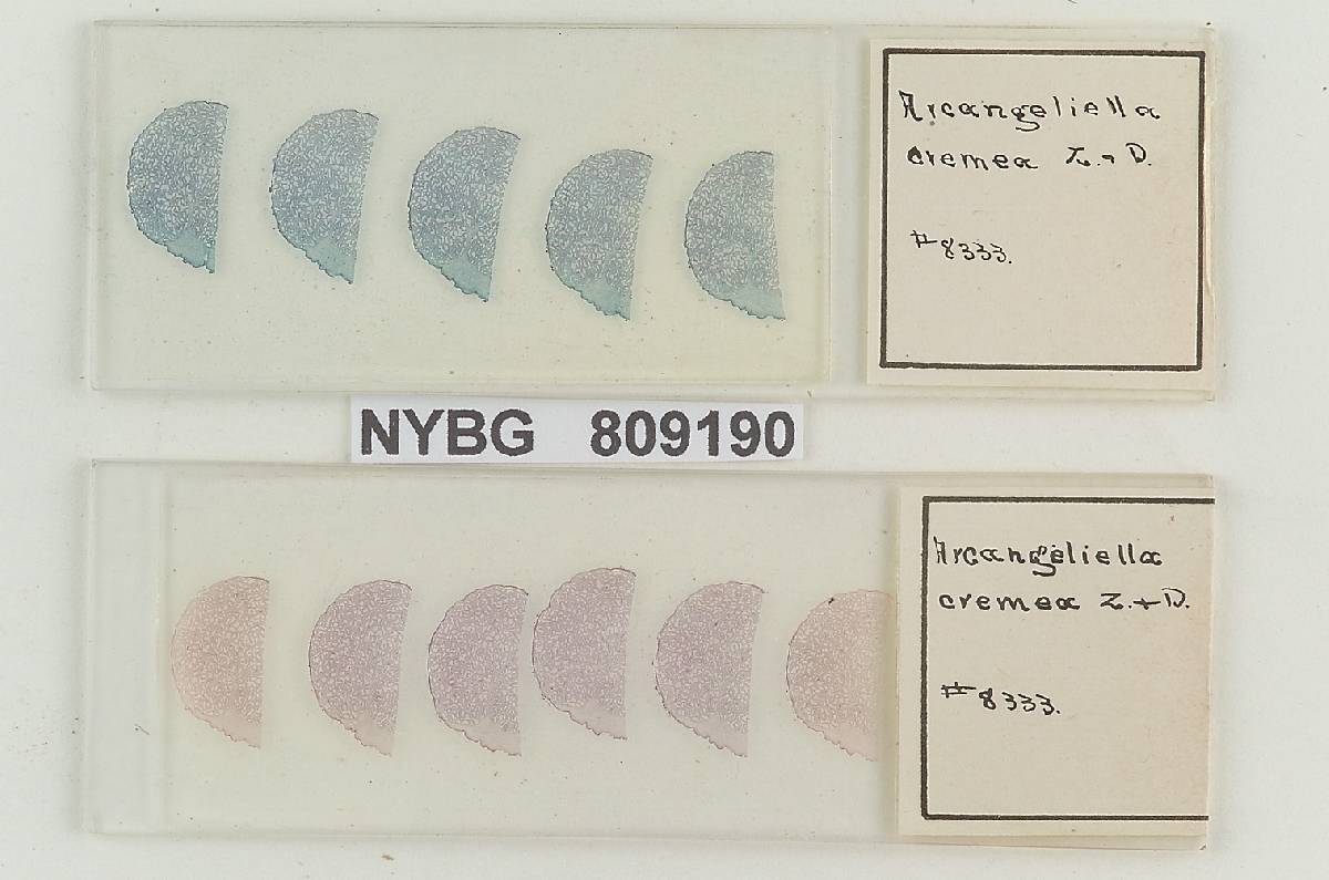 Zelleromyces oregonensis image