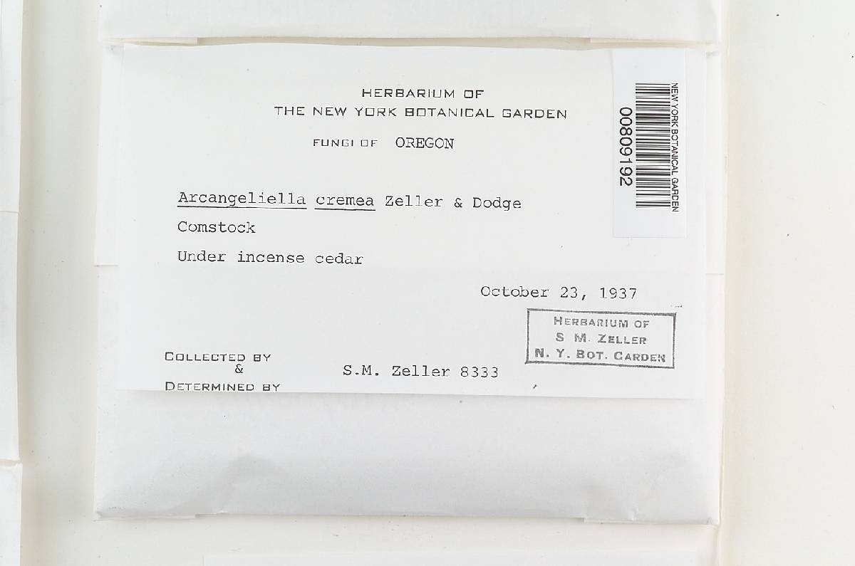 Zelleromyces oregonensis image