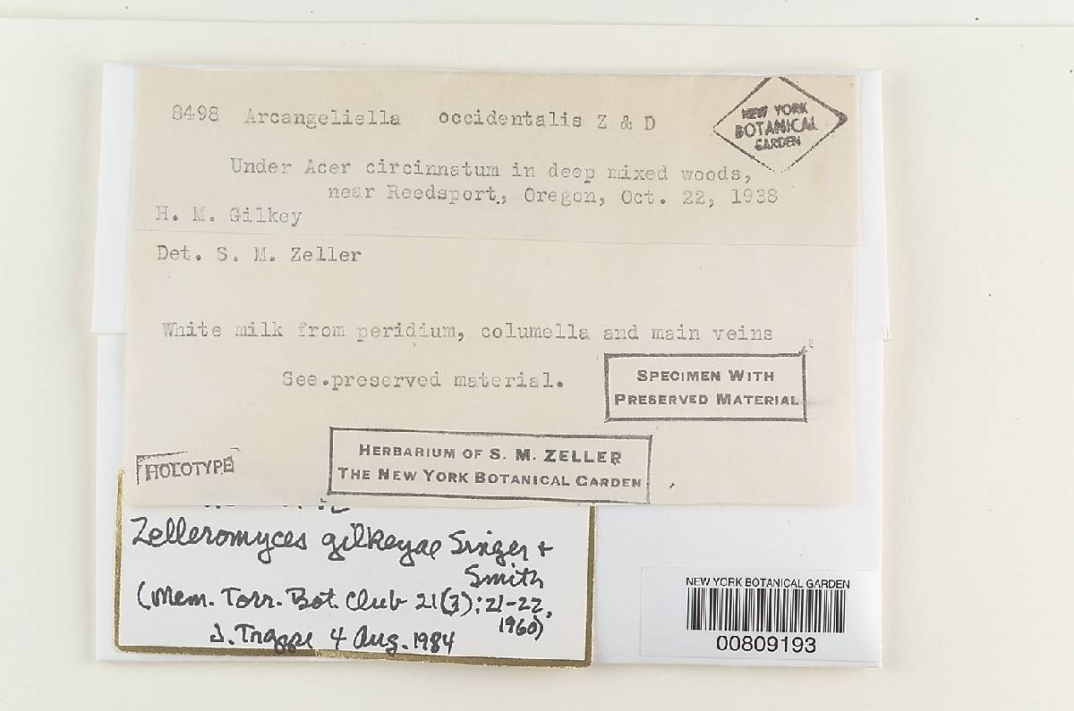 Zelleromyces gilkeyae image
