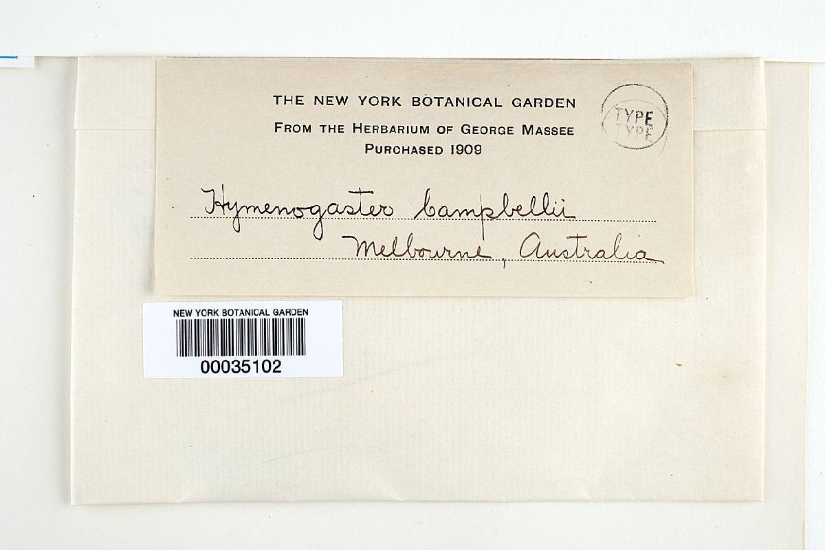 Arcangeliella campbellae image