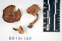 Lactarius areolatus image