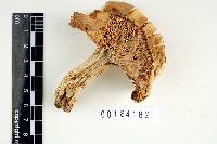 Lactarius pallidiolivaceus image