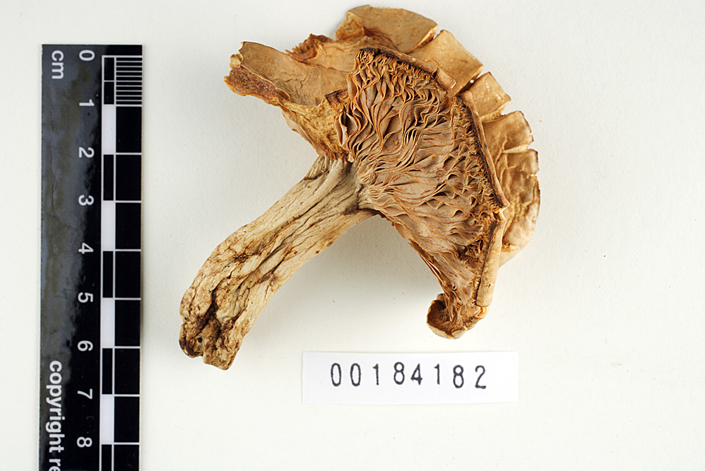 Lactarius pallidiolivaceus image