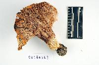 Lactarius psammicola image