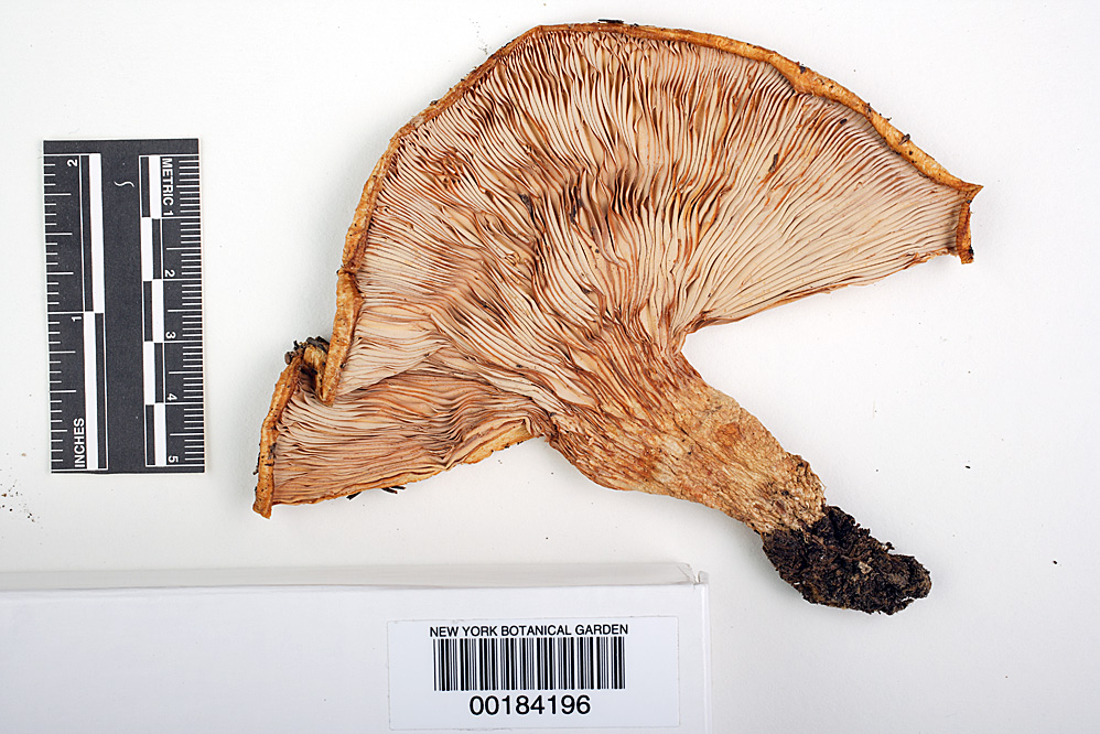 Lactarius aquizonatus image