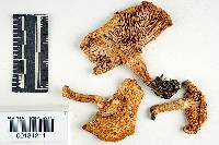 Lactarius tuomikoskii image