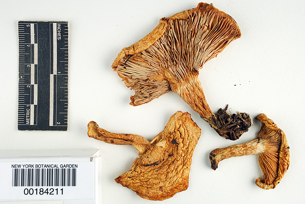 Lactarius tuomikoskii image