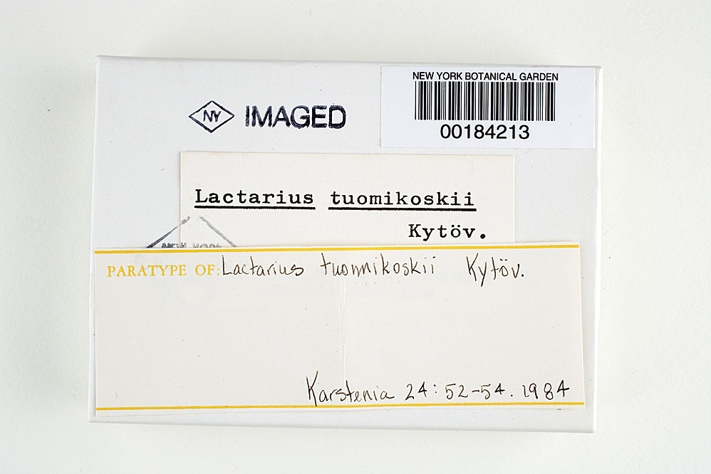 Lactarius tuomikoskii image