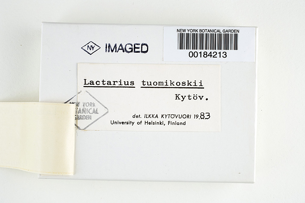 Lactarius tuomikoskii image