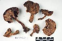 Lactarius californiensis image