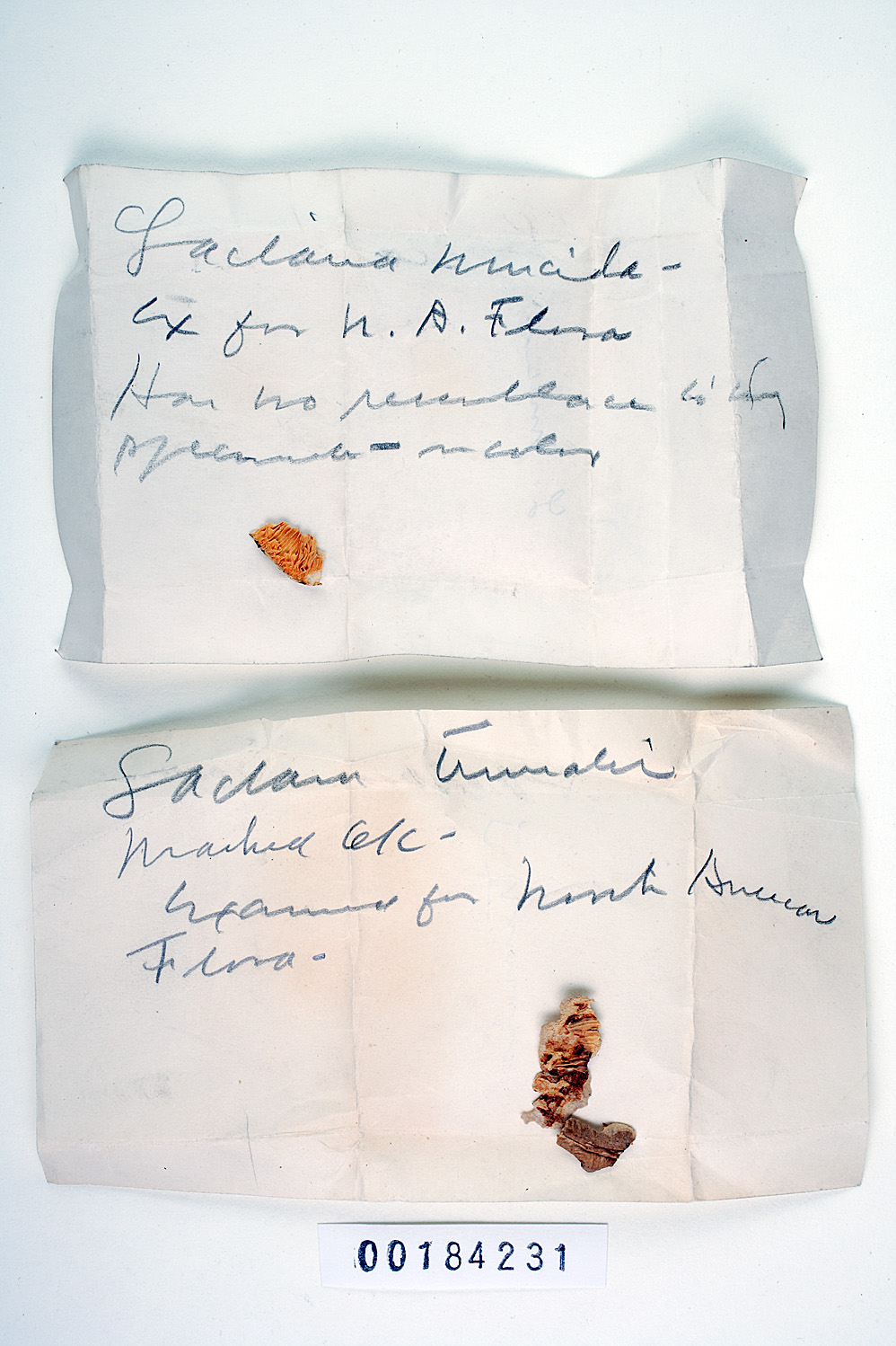 Lactarius glutinosus image